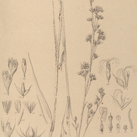 20. LAGENOCARPUS adamantinus