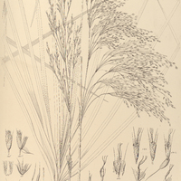 21. LAGENOCARPUS Martii.