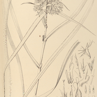 22. HYMENOLYTRUM Martii.