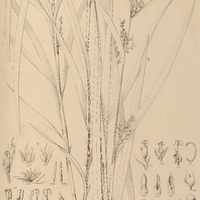 23. SCLERIA pratensis.