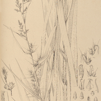24. MACROLOMIA bracteata.