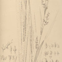 25. OPHRYOSCLERIA lucida.