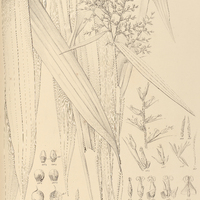 26. SCHIZOLEPIS trigonocarpa.