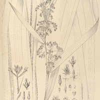27. BECQUERELLA Merckeliana.
