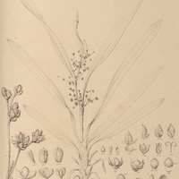28. CALYPTROCARYA Poepiggiana.