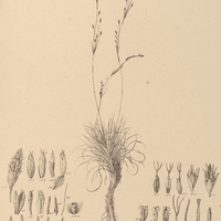 29. TRILEPIS Lhotokyana.