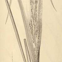 1. ORYZA sativa.
