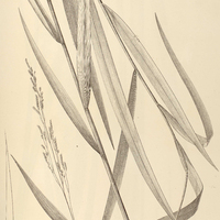 2. ORYZA monandra.