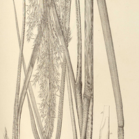 3. ZIZANIOPSIS microstachya.