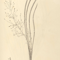 4. CARYOCHLOA brasiliensis.