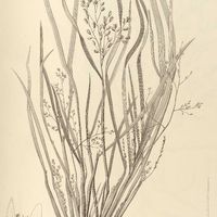 5. LUZIOLA peruviana.