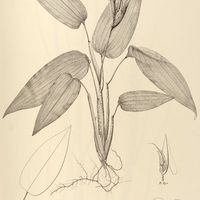 7. ANOMOCHLOA marantoidea.