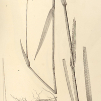 9. PHALARIS angusta.