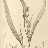10. COIX Lacrima.