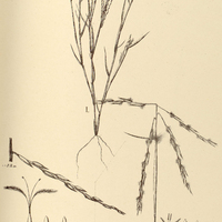 12. REIMARIA I. Brasiliensis, II. acuta.