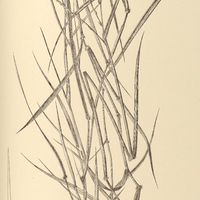 13. REIMARIA aberrans.