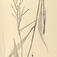 14. PASPALUM malacophyllum.
