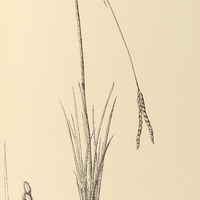15. PASPALUM ellipticum.