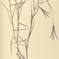 16. PASPALUM chrysites.