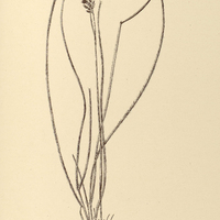 17. LEPTOCORYPHIUM lanatum var.ß.