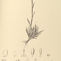 18. TRAGUS racemous ß. Brevispicula.