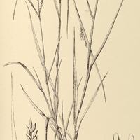 19. HELOPUS annulatus.