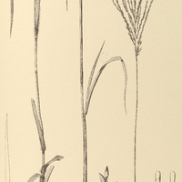 20. PANICUM Cuiabense.