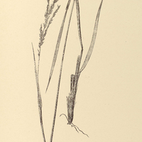 21. PANICUM vestitum.