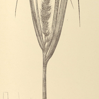 22. PANICUM spectabile var. Phyllanthus.