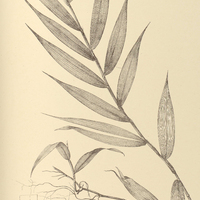 23. PANICUM loliaceum.