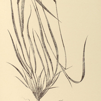 24. PANICUM Chaetium.