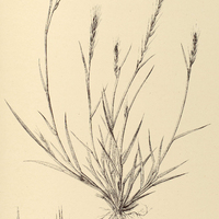 25. PANICUM Leptachyrium.