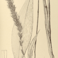 26. PANICUM sulcatum.