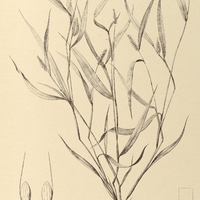 27. PANICUM verticillatum ß. parviflorum.
