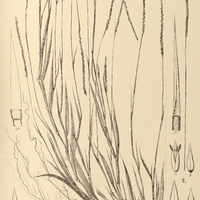 28. PANICUM I. chlorostachyum, II. loliiforme.