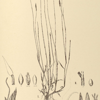 29. PANICUM I. pappophorum, II. thrasyoides.