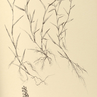 30. PANICUM coenosum.