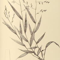 31. PANICUM Maximiliani.