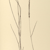 32. PANICUM vilfoides.