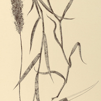33. PANICUM Melinis.