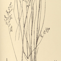 34. PANICUM Pterygodium.