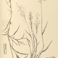 35. ISACHNE ventricosa.