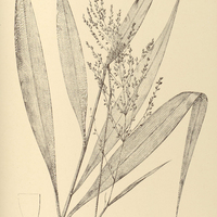 36. ICHNANTHUS calvescens ?. glabrescens.