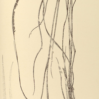 37. TYLOTHRASYA petrosa.