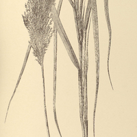 38. ARUNDINELLA brasiliensis.