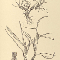 39. STENOTAPHRUM glabrum.
