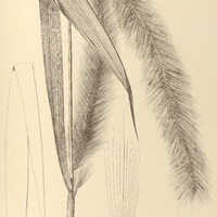 40. GYMNOTHRIX peruviana.