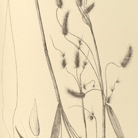 41. GYMNOTHRIX tristachya.