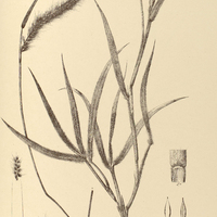 42. PENNISETUM hirsutum.