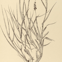 43. CENCHRUS echinatus.